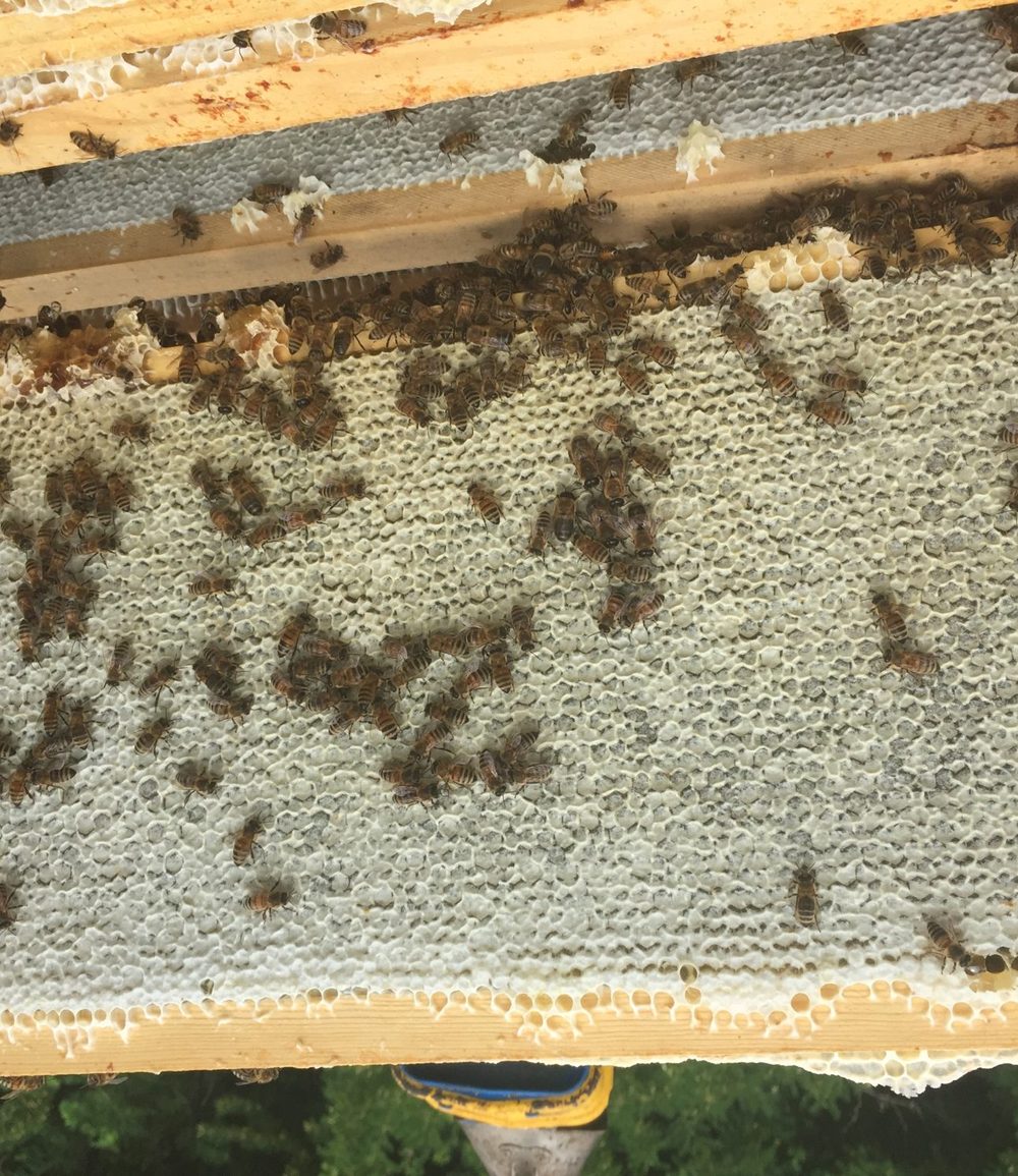 A frame of capped honey lifted from the hive, covered in bees, with the open box below.