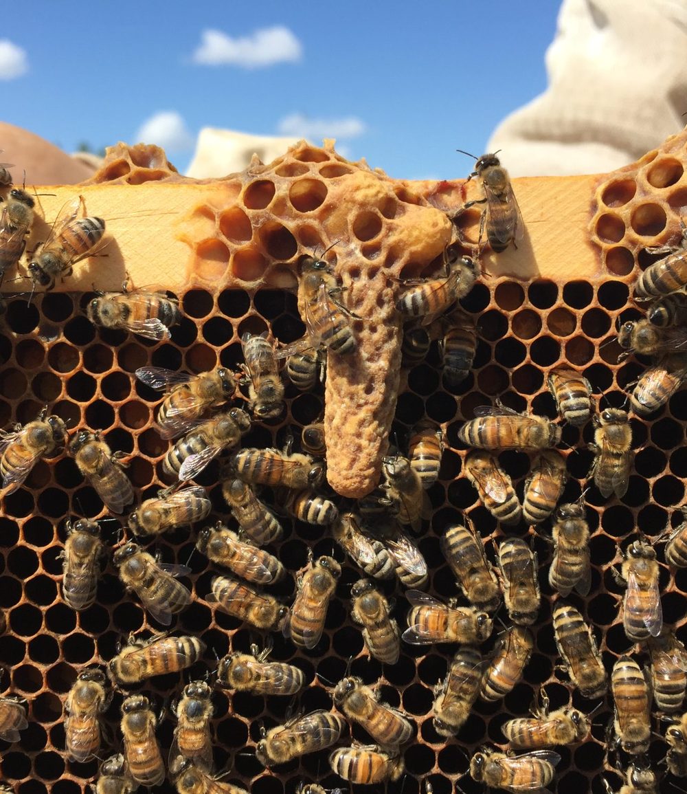 A close look at a queen cell hanging off the comb, with bees around it under a blue sky.